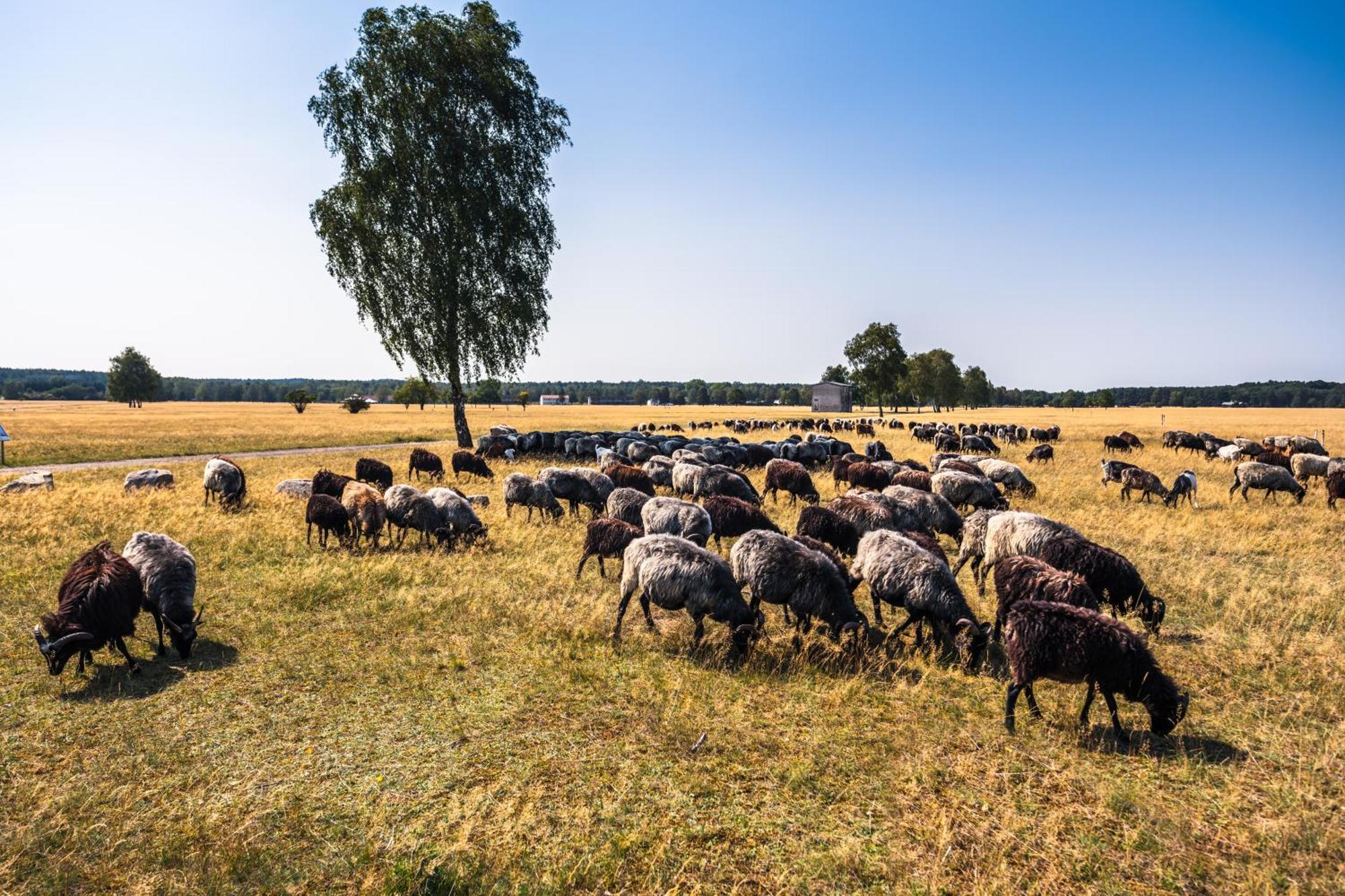 Hotelcamp Reinsehlen Schneverdingen Exteriér fotografie
